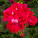 Hot Rose