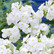 Early White