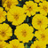Disco Yellow