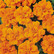 Tangerine