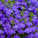 Lobelia