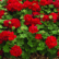 Pensaspelargonit