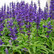 Loistosalvia
