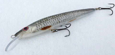Roach 13cm