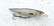 Roach 9cm