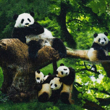 Panda trikookangas