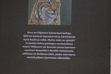 Lynx lynx, Sari Kanala & Daga Ulv