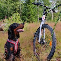 Finnero Ratia 8-shape valjas 60 cm, punainen