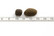 Essential ESTATE LIVING  lammas & peura 12 kg