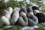 Pentti wool sock yarn, different colors