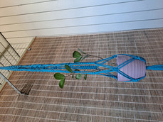 Mistä kaikki alkoi?