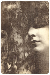 Brown Diva -taidepostikortti
