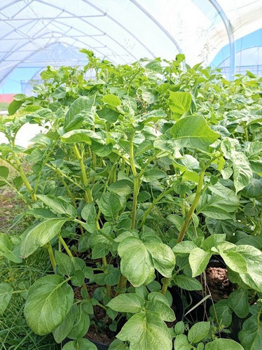 Kesäperuna Annabelle 1kg