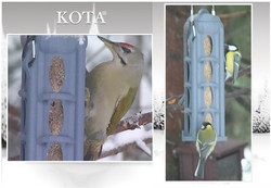 KOTA®- Max 30