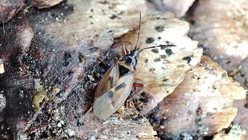 Kuusenkäpyjen kasvatuksia