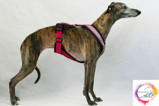 HoundOnLine -valjaat ja lukoton grip-talutin 180cm