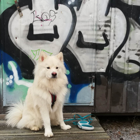 Käytösneuvonta 1. käynti
