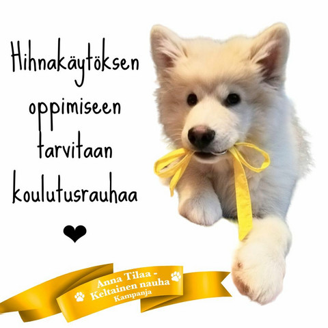 Hihnakäytös ABC / Ke 2.8.2023 (7krt)