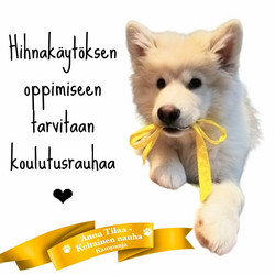 Hihnakäytös ABC / Ke 1.11.2023 (7krt)