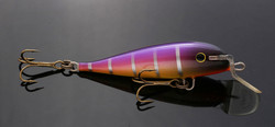 Purpleback