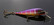 Purpleback