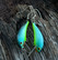 Turquoiserib earrings
