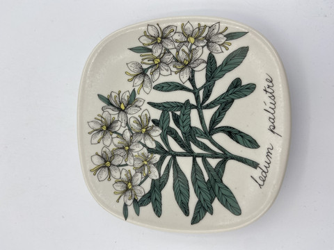 Botanica seinälautanen Suopursu