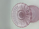 Mariskooli rosa, 155mm
