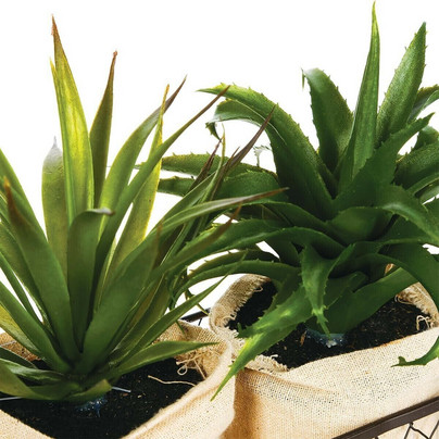 Aloe vera + metallikori