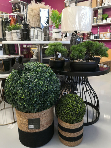 Gröna pyöreä kasvi
