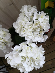 Valkoinen Hortensia