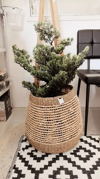 Aidonnäköinen upea ja iso Bonzai-puu mustassa ruukussa, 80cm