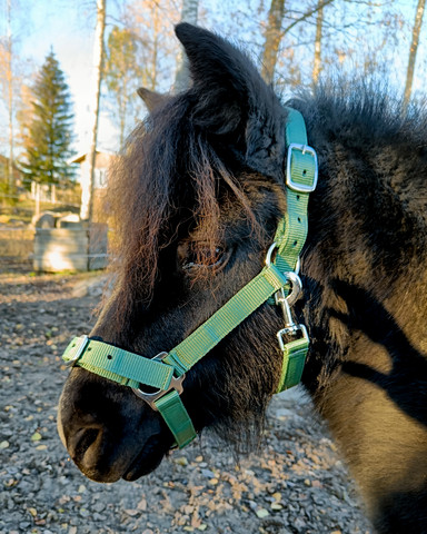 Wahlsten turvalta avattava nylonriimu vihreä, pony-cob