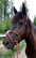 Globus Ulrika anatomiset suitset
