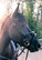 Globus Ulrika anatomiset suitset
