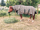 Hyönteisloimi Leopard