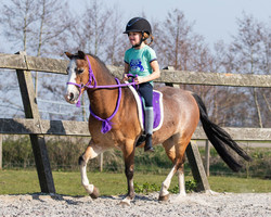 Kaulanaru QHP, violetti