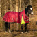 Globus Tarzan sadeloimi ponille 0 g, koot 95-115 cm