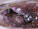 Princess cut navel bar