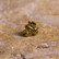 Gold small bee