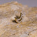 Gold lunar