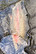Perhokalastusretket - Flyfishing trips