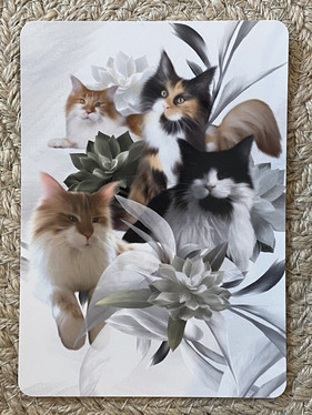 Mainecoon- kortti