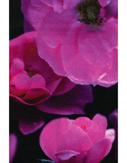 Pink Luomutrikoo