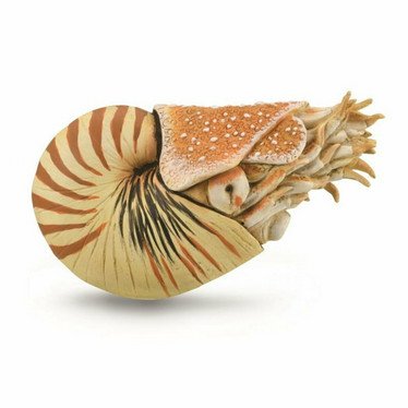 CollectA 88907 Nautilus pompilius