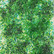 Cosmic Shimmer Pixie Burst -jauhe, sävy Cut Grass
