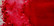 Brusho Crystal Colour -akvarellijauhe, sävy Rose Red