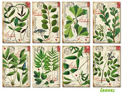Decorer korttikuvat Leaves