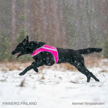 Koiran huomioliivi Atte pinkki