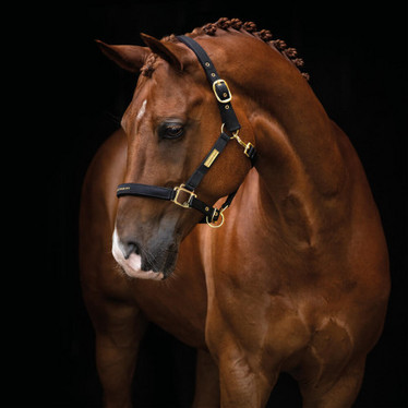 Riimu Equestrian Life musta